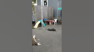 stray cats high on catnip 😸