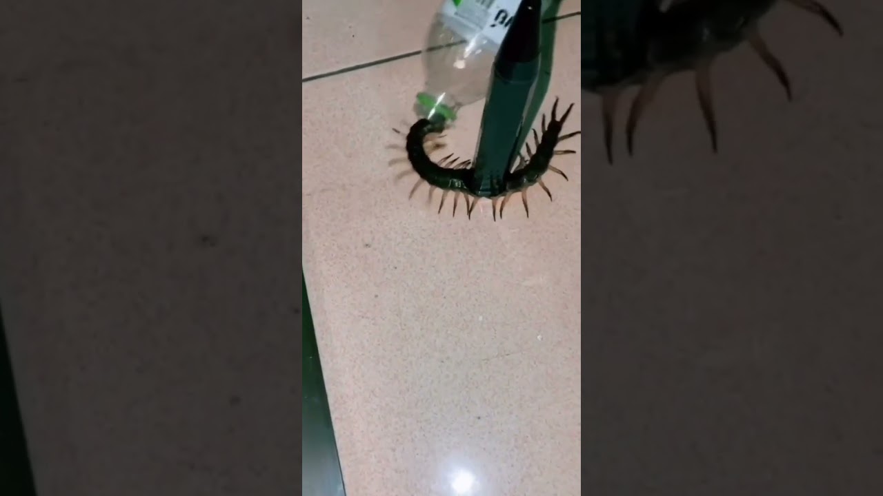 Cara menangkap kelabang 