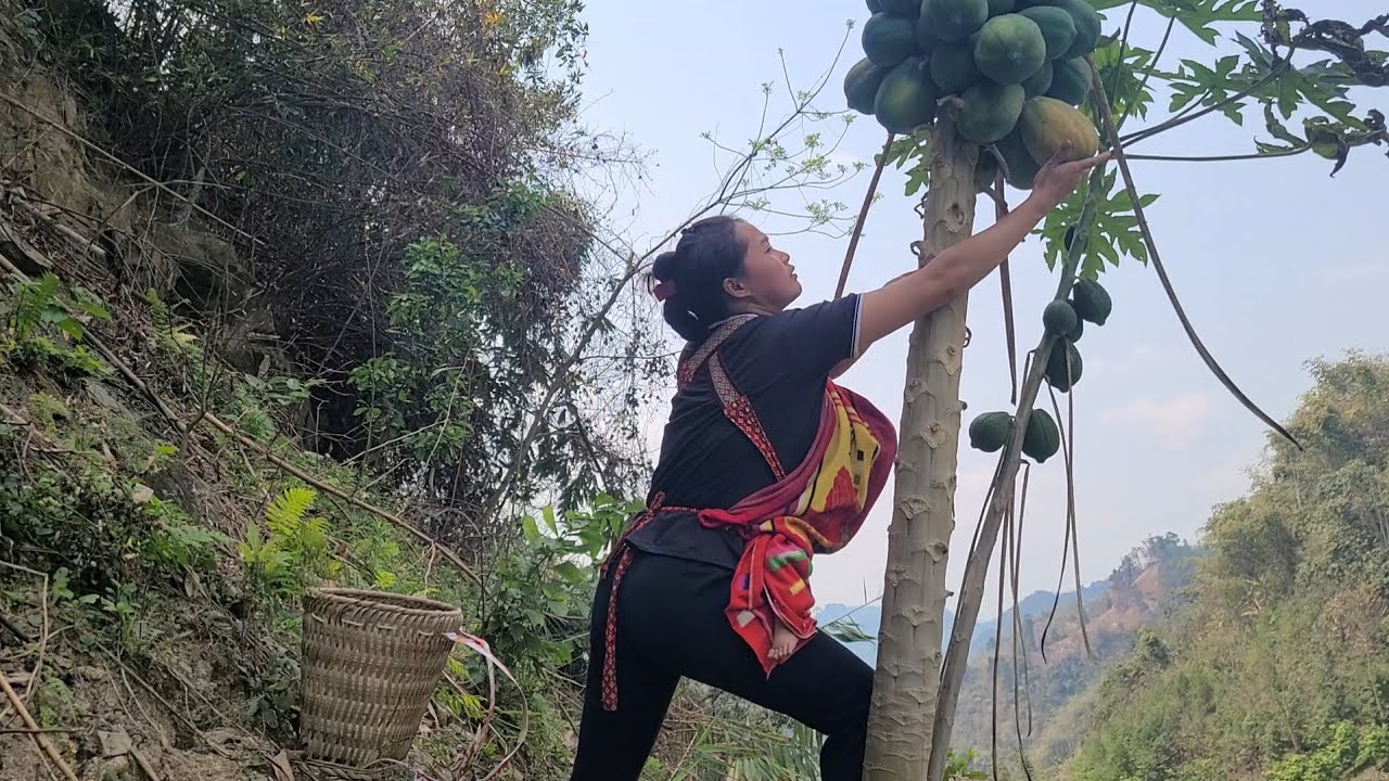 A single mother and her child went to pick papaya to sell and buy rice ...