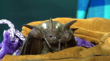 Bat Mist Netting In Peru 2016 Night 2