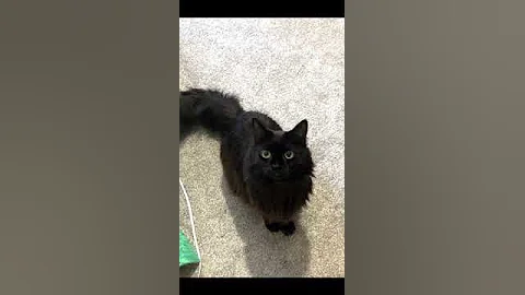 Watch the video about ** RE-HOMED ** Kavira the turkish angora.