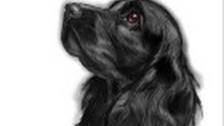 210 Drawing Of The Cute Cocker Spaniels Illustrations RoyaltyFree Vector  Graphics  Clip Art  iStock