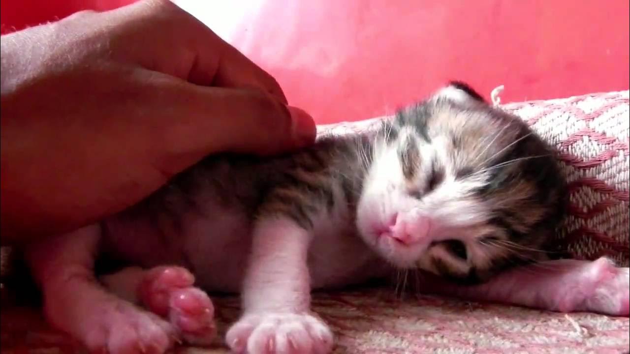 new born kitten... YouTube
