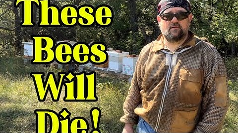 How to combine weak bee colonies 