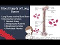 Blood Supply of Long Bones Quiz