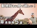【アフリカ】動物雑学てんこ盛り！野生の草食動物５選　の話