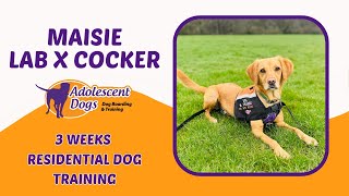 Maisie the Labrador x Cocker  3 Weeks Residential Dog Training