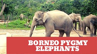 LOK KAWI WILDLIFE PARK -BORNEO PYGMY ELEPHANTS