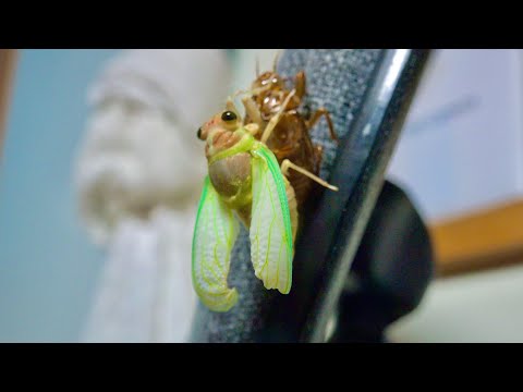 生きたセミの殻がいたので部屋で育ててみたら。。