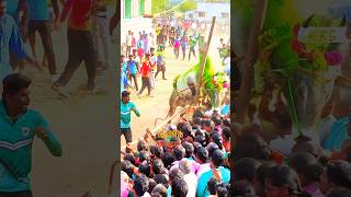 என்னேடையா காளை தம்பி mass #jallikattu #bullsrace #tamil #bull #திமிலும்திமிரும்
