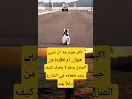 اکبر جريـ مه ان تربي حیوان ذم تطردة من المنزل وهو لا يعرف  اكسبلور القزابري  لايك