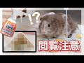 【閲覧注意】うさピカ何回で1週間分のトイレの汚れを取れるのか！？　How many times can this detergent clean the toilet for a week!?