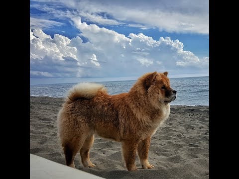 Video: Kako Hraniti štenad Chow Chow-a