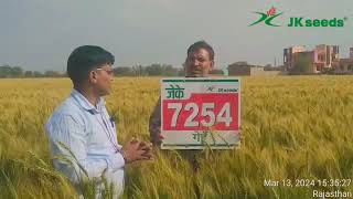 Jk Wheat 7254