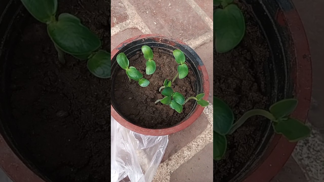 how to grow Aparajita from seeds | butterfly pea vine 