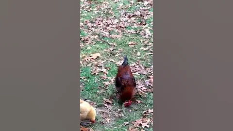 She Crows...