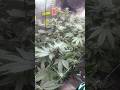 🌱 Week 4 of perpetual grow!!!👀Cant stop won’t stop!!! #freetheplant #420community #420 #exotic