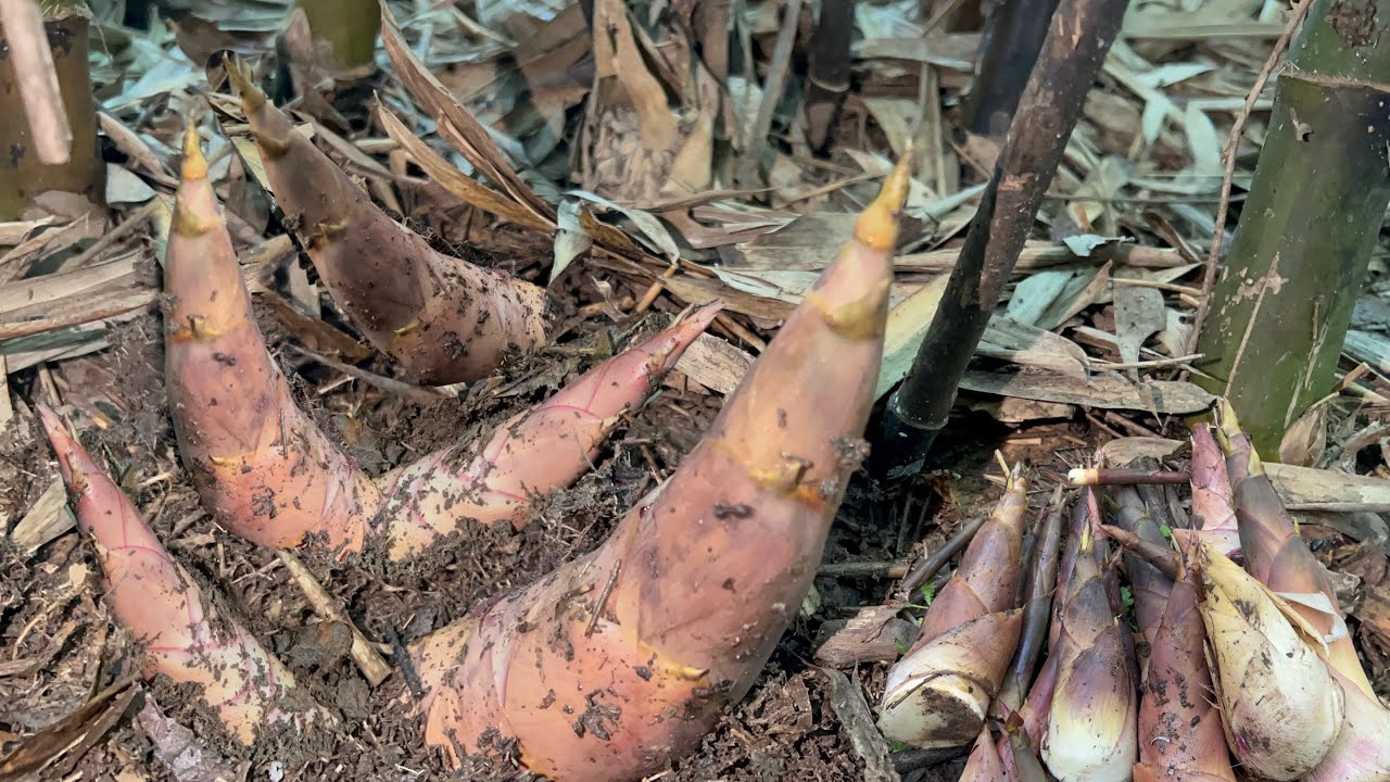 พายเซ หน่อนางดินไผ่กะซะ หมายไหม่ได้เยอะมาก