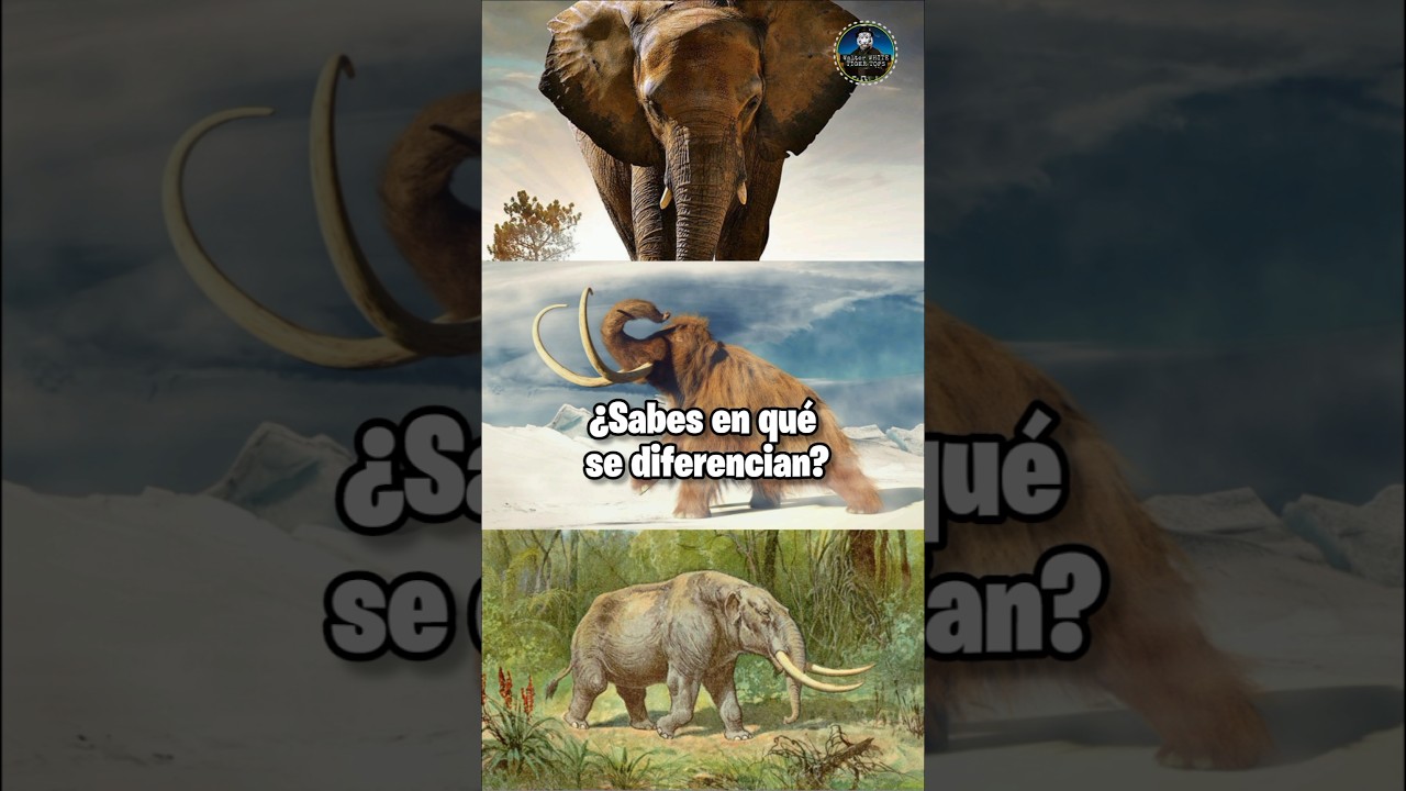 Elefantes, Mamuts y Mastodontes! Diferencias! 
