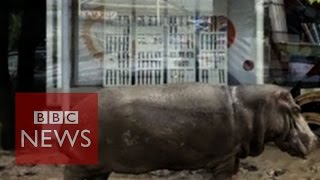 Hippo, lions and bears loose in Georgia after floods - BBC News