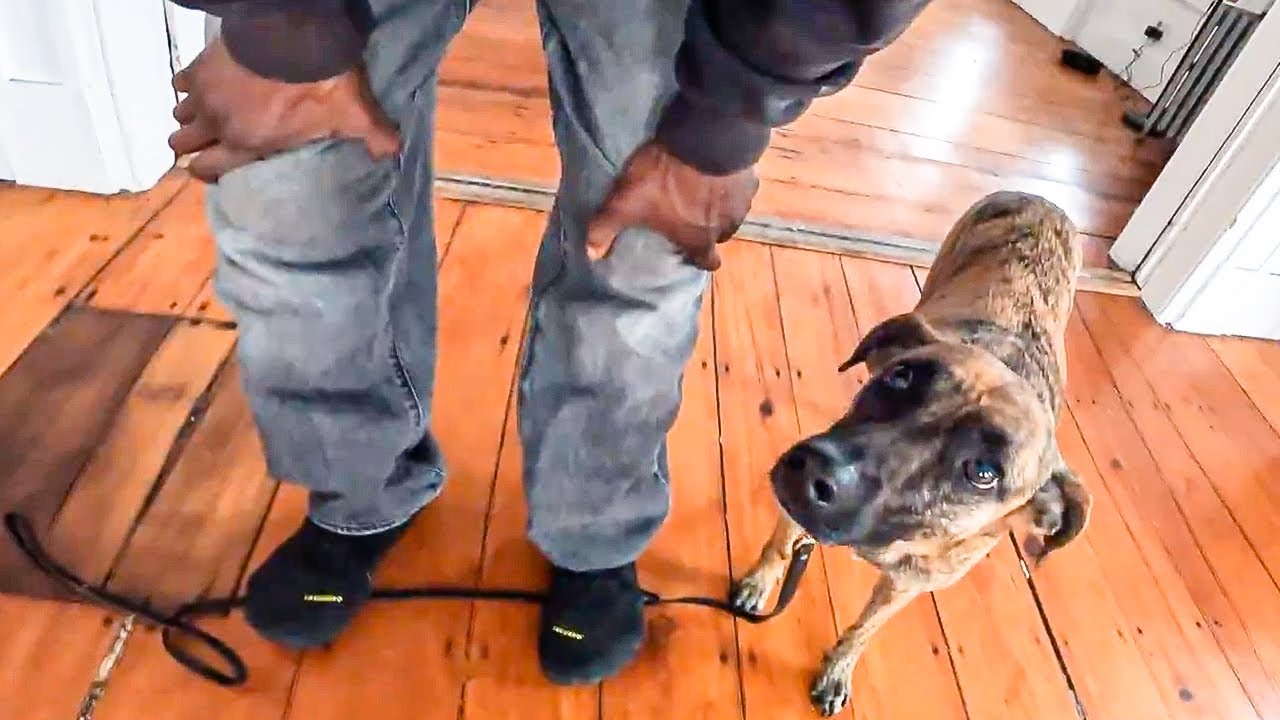 Training A Tropical Feral Dog Was Very Different Argos Board and