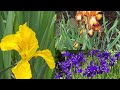 ¿Qué necesita saber de las Iris? ║Orquídeas en el mundo