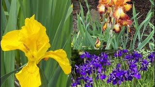 Qué Necesita Saber De Las Iris? Orquídeas En El Mundo