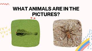 Super Minds Year 1 | Unit 3: Pet Show| Page 42 and 43| Camouflage