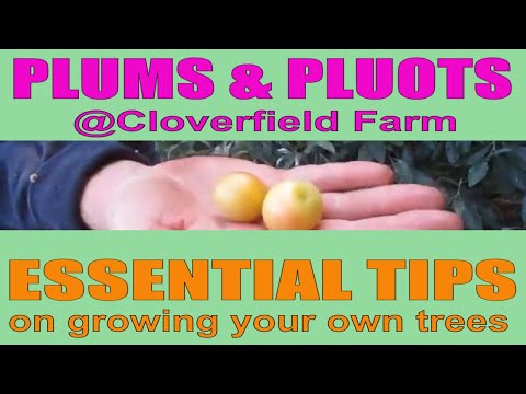 Видео: Что такое плюот – узнайте об условиях выращивания плодовых деревьев Flavor King Pluot