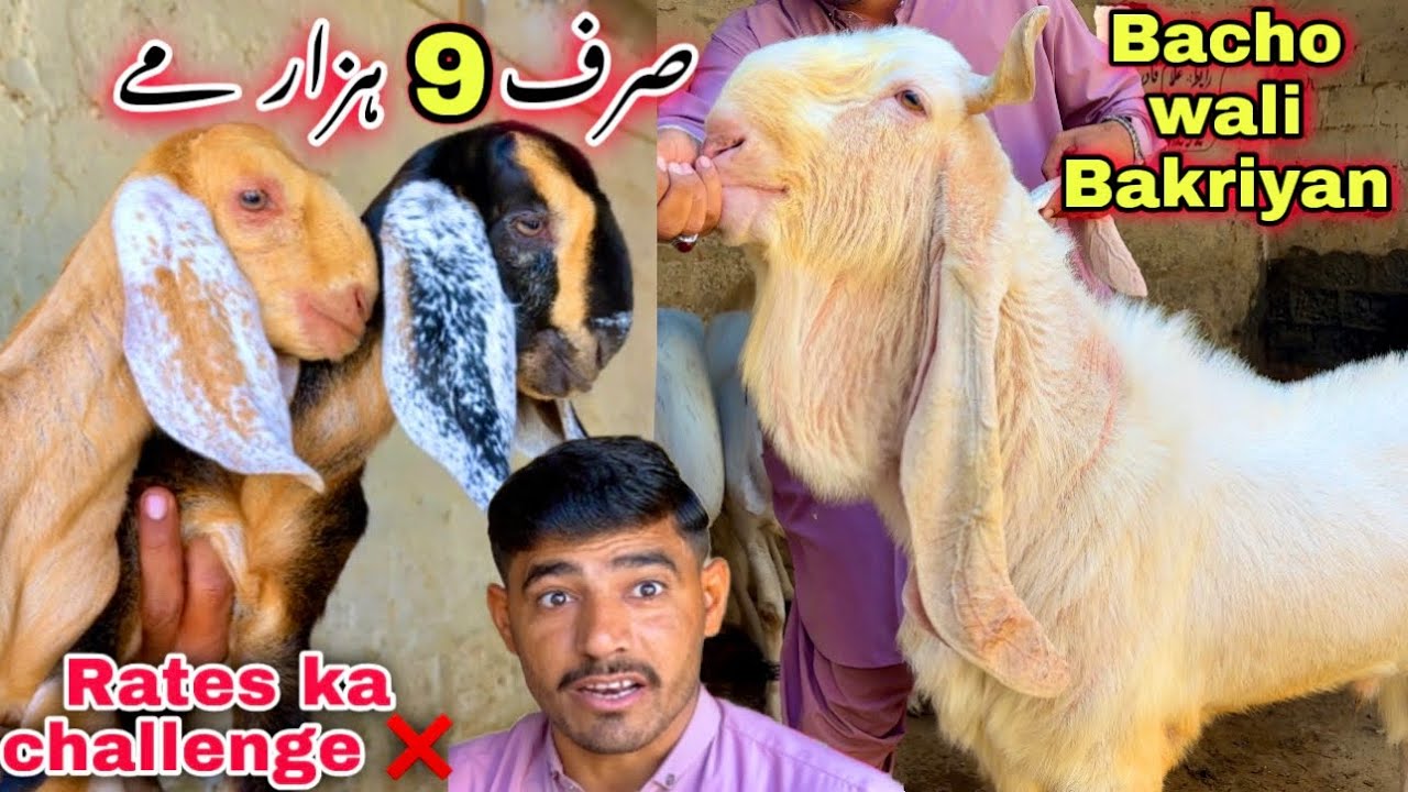 Bhains colony Bakra Mandi Se Sasti Bakra Mandi 😍 | Ghulam Qadir Goat Farm | Goat Farming 