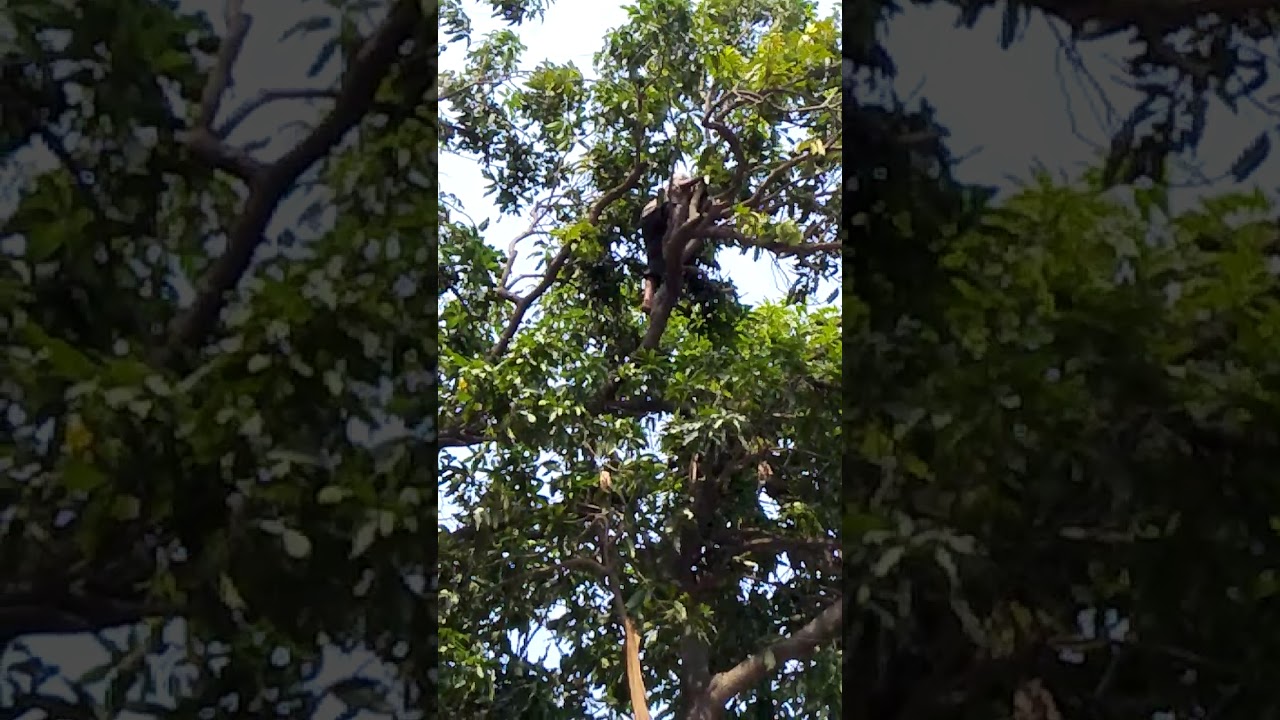 Live ghost on the tree