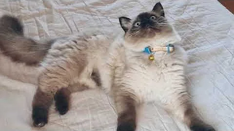 Watch the video about Male Ragdoll kitten loves to play