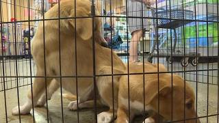 Adopt, don’t shop for National Pet Adoption Week in Greenville