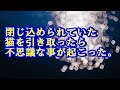 閉じ込められていた猫を引き取ったら不思議な事が起こった。 不思議な話