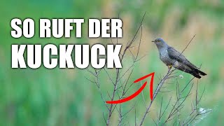 Kuckuck - Vogelstimmen lernen