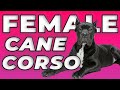 Female Cane Corso