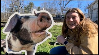 Fair Pigs Are Here! (1 SPOT & 1 From AUCTION) See How CUTE!