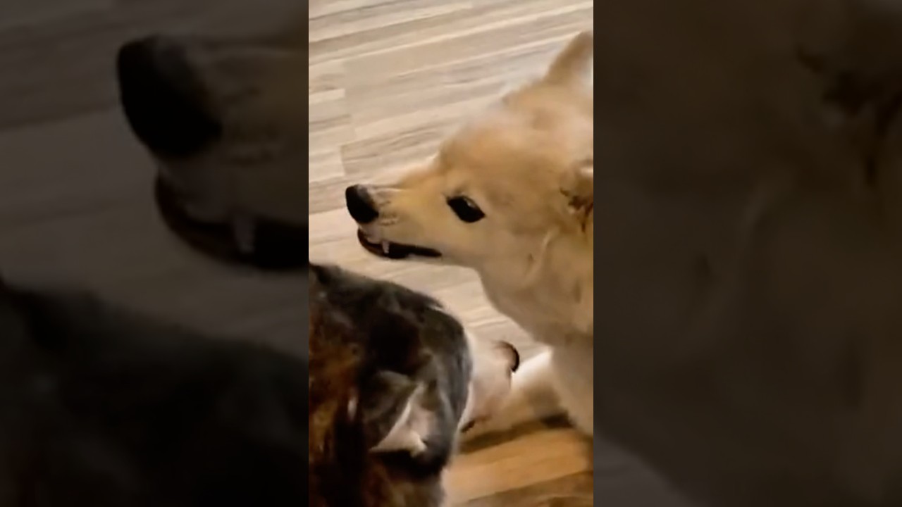 Дрессировка хаски вышла на новый уровень — когда Айла и Аким проявили свою волчью сторону! 