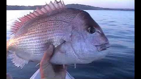 Snapper Hobie Outback Paddle Fish Sail