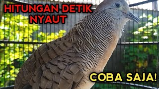 PERKUTUT BANGKOK GACOR SUARA MANTAP UNTUK PANCINGAN 