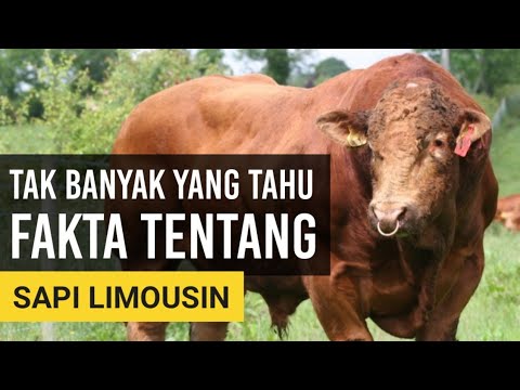 Video: Dari manakah lembu itu berasal?