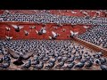 Pigeons and pashupatinath temple