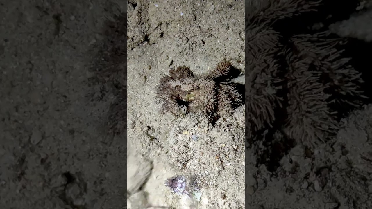 Genus Pilumnus , Indonesia, Bali, Menjangan