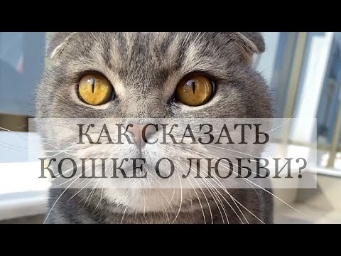 Видео: Помогите своей кошке жить дольше