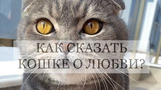 КАК СКАЗАТЬ КОШКЕ О ЛЮБВИ?