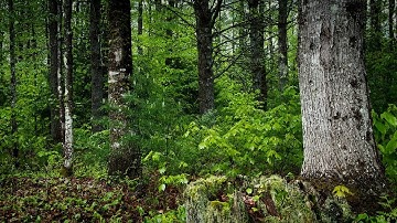 Maine Bird Sounds Spectacular : Morning Bird Sound