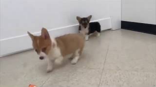 Pembroke Welsh Corgi Puppies For Sale | Chews A Puppy by Chews A Puppy 142 views 4 years ago 2 minutes, 18 seconds