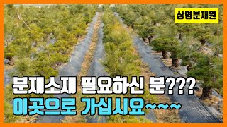 우리나라에 이런 분재소재 농장이 있습니다. 분재소재 전문 농장-상명분재원 / 경북 칠곡 010-3822-4335