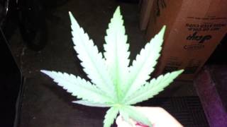 Calie's Cannabis, Update on the Lush grow!