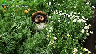 【ASMR】　設楽太郎の旅　雨の花畑にて　【ASMR】 Taro Shigaraki  trip at the rain flower field